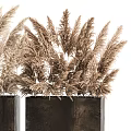 Modern Decorative Potted Plants In Black Square Planters With Dried Pampas Grass