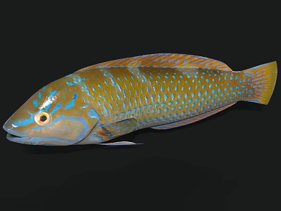 Vibrant Blue And Yellow Spotted Tropical Marine Aquatic Animal With Colorful Scales And Sleek Body 3d model