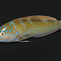 Vibrant Blue And Yellow Spotted Tropical Marine Aquatic Animal With Colorful Scales And Sleek Body