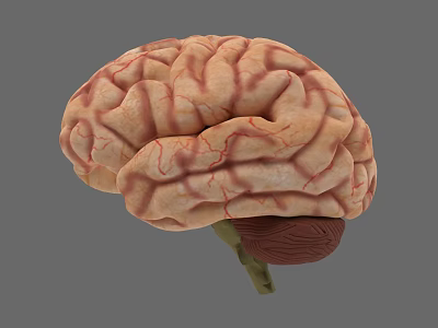 Human Brain Detailed Anatomical Structure 3D Model Showing Cerebral Cortex Gyri Sulci And Blood Vessels 3d model