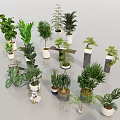 Diverse Indoor Potted Plants and Bonsai in Stylish Pots for Home Decoration