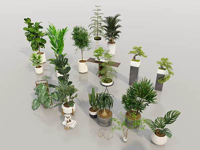 Diverse Indoor Potted Plants and Bonsai in Stylish Pots for Home Decoration 3d model
