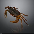 Close Up Of Crab Organs And Hair With Red Shell Claws And Legs