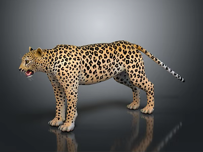 Modern leopard Arabian leopard wild leopard cheetah 3d model