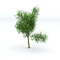 Healthy Green Shrub with Lush Foliage and Dense Green Leaves in Natural Growth Form