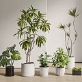Bonsai Potted Plants Featuring Monstera Palm Like Small Leafy Greenery In White Black Pots