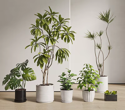 Bonsai Potted Plants Featuring Monstera Palm Like Small Leafy Greenery In White Black Pots 3d model