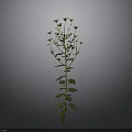 Tall Single Plant With Green Stem White Flowers And Lush Green Leaves