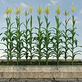 Fresh Corn Plants Growing in Stone Container with Green Leaves and Yellow Tassels