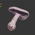 Fresh White Mushroom With Soil Covered Stem On Dark Reflective Surface 3d model