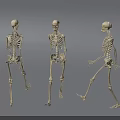 Game and Movie Character 3D Skeleton Model in Various Poses with Front Back Side Views