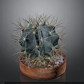 Green Spherical Cactus With Sharp Thorns In Red Terracotta Pot On Dark Background