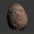 Shellfish With Reddish Brown Textured Shell Featuring Natural Sheen On Dark Reflective Surface