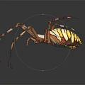 Detailed Yellow And Black Striped Spider With Long Legs On Dark Background