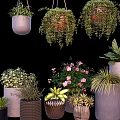 Bonsai And Potted Plants With Hanging Floor Placed Varieties In Ceramic Woven Planters