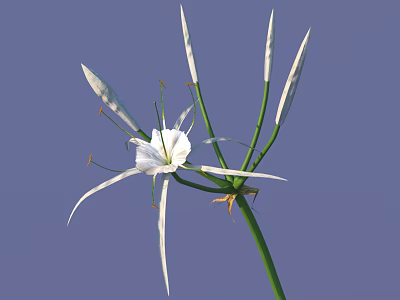 Beautiful White Flower With Long Slender Petals And Green Stem On Blue Background 3d model