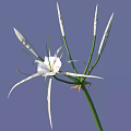 Beautiful White Flower With Long Slender Petals And Green Stem On Blue Background
