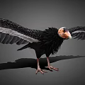 Majestic Flying Vulture with Spread Wings Black Feathers White Wingtips and Orange Head