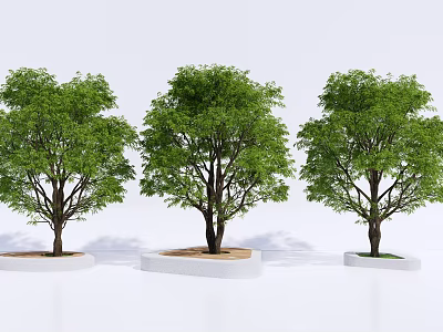 White Square Tree Pits With Three Green Leaf Trees And Dark Trunks 3d model