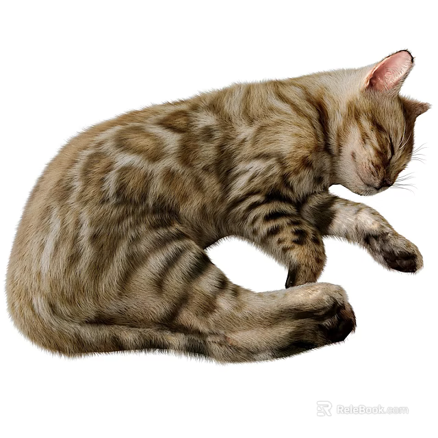 Curled Spotted Cat Sleeping Peacefully 3d model 