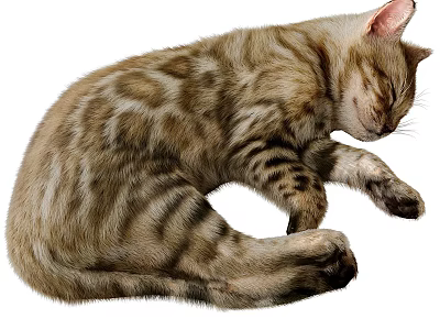 Curled Spotted Cat Sleeping Peacefully 3d model