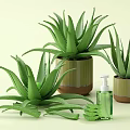 Aloe Vera Succulent Plant with Fresh Leaves and Green Hand Sanitizer Bottle