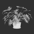 Lush Potted Plant with Feathery Green Leaves in Terracotta Pot for Indoor Decor
