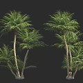 Green Palm Trees With Lush Fronds Growing On Black Background 3d model