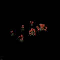 Clusters of Vibrant Red Flowers with Lush Green Stems on Black Background