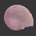 Ammonite Fossil With Spiral Shape And Textured Surface On Dark Background