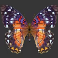 Colorful Butterfly With Purple Orange And Yellow Patterned Wings On Dark Background