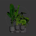 Large Leaf Tropical Plants in Metallic Silver Pots for Indoor Decoration