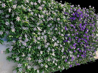 Climbing Vines With White And Purple Flowers On Green Leafy Wall 3d model