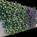 Climbing Vines With White And Purple Flowers On Green Leafy Wall