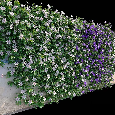 Climbing Vines With White And Purple Flowers On Green Leafy Wall 3d model