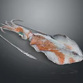 Whole Fresh Squid With Brown And White Body And Long Tentacles