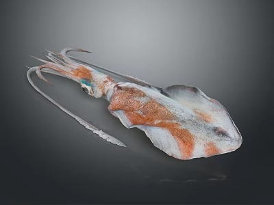 Whole Fresh Squid With Brown And White Body And Long Tentacles 3d model