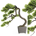 Artistic Bonsai Potted Plant With Curved Trunk Lush Foliage In Gray Ceramic Pot