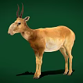 Saiga Antelope Standing On Green Background With Brown Coat Long Nose And Curved Horns