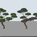 Decorative Arbor Trees With Curved Branches Green And Purple Foliage For Landscape