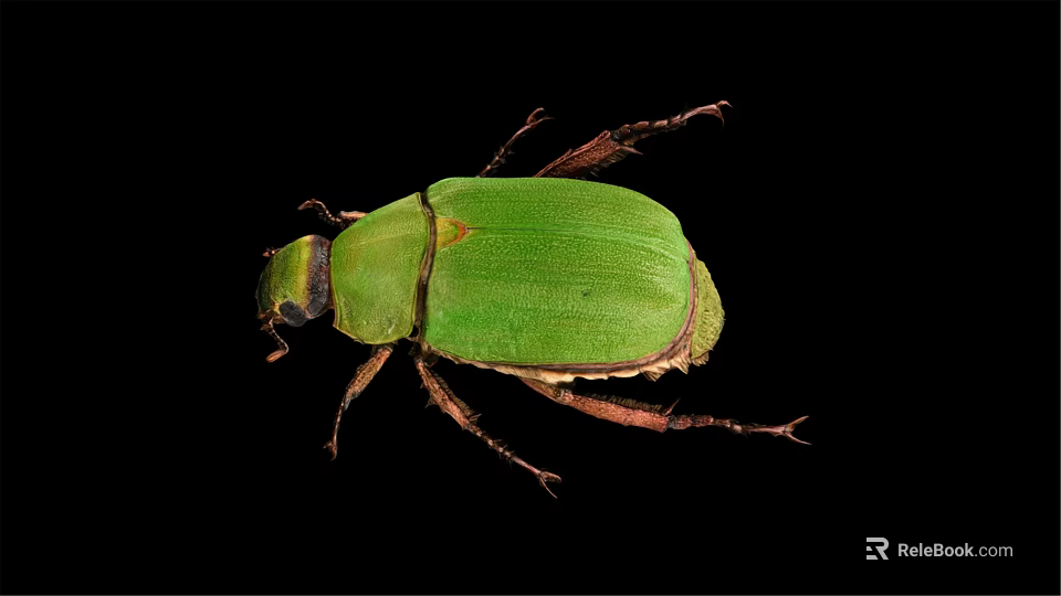 Close Up View Of Green Beetle With Shiny Exoskeleton On Black Background 3d model 