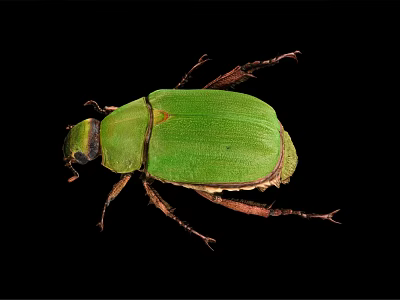 Close Up View Of Green Beetle With Shiny Exoskeleton On Black Background 3d model