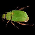 Close Up View Of Green Beetle With Shiny Exoskeleton On Black Background