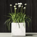 Modern Bonsai Potted Plant With Green Foliage In White Concrete Pot For Home Decor