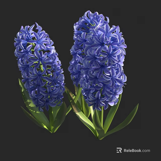 Vibrant Blue Hyacinth Shrub With Lush Green Leaves And Full Blooms 3d model 