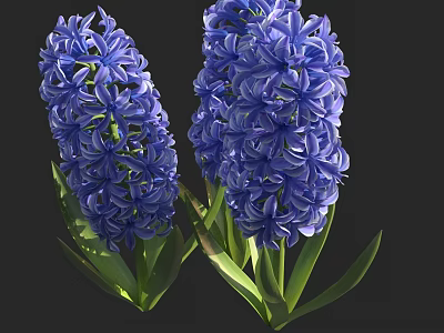 Vibrant Blue Hyacinth Shrub With Lush Green Leaves And Full Blooms 3d model