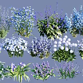 Colorful Ground Cover Plants With Purple Flowers Blue Blooms White Clusters And Lush Foliage