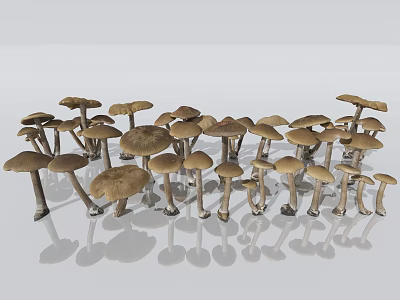 Mushroom Mushroom Mushroom Pleurotus ostreatus Poisonous Mushroom Cordyceps Flower Red Mushroom Tricholoma matsutake Pine needle Mushroom Auricularia Ganoderma lucidum Traditional Chinese Medicine 3d model