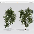 Two Green Leafy Trees With Brown Trunks And Lush Healthy Foliage 3d model