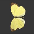 Beautiful Yellow Butterfly With Brown Edged Wings Spread Open On Dark Background